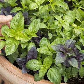 Basil herb mix seeds from SeedsNow, small packets of basil seed varieties for herb gardening and planting.