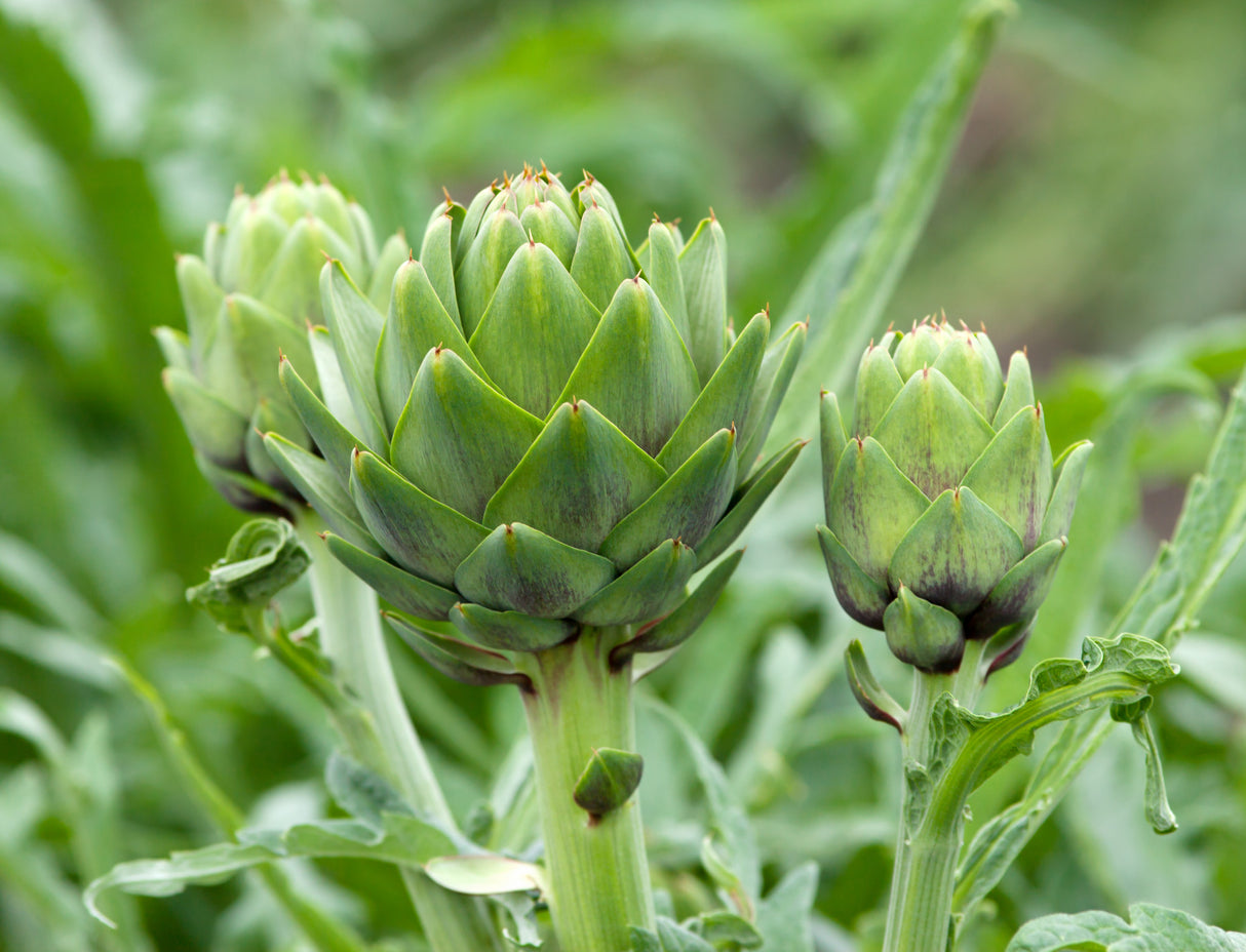 Artichoke - Green Globe.