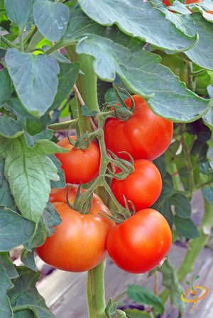 Tomato - Abraham (Abe) Lincoln (Indeterminate) - SeedsNow.com