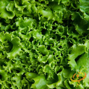 Fresh green Ice lettuce leaves grown from SeedsNow seeds, showcasing vibrant, crisp lettuce in a natural setting.