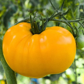 Yellow Brandywine indeterminate tomato seeds from SeedsNow, showing vibrant yellow tomato fruits on lush green vines.