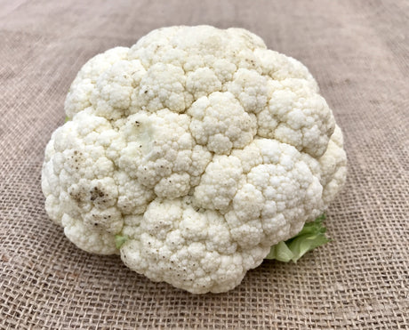 Close-up of Snowball cauliflower seeds from SeedsNow, showing small seed grains with white and light brown coloration.