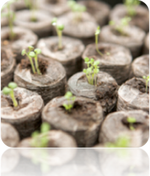 Free All-in-1 Seed Starter Kit with soil, including seed trays and planting medium for gardening beginners.