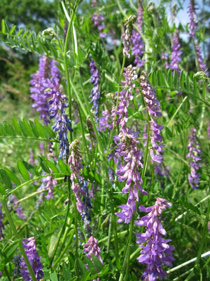 Cover Crop - Hairy Vetch - SeedsNow.com