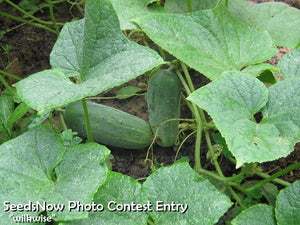 Cucumber - National Pickling.