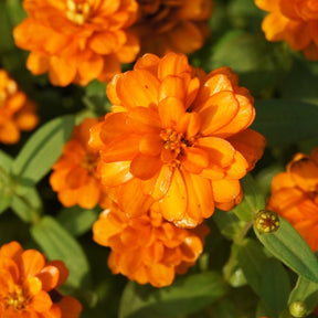 Orange King Zinnia flower seeds from SeedsNow, vibrant orange blooms, fresh seed packet for garden planting